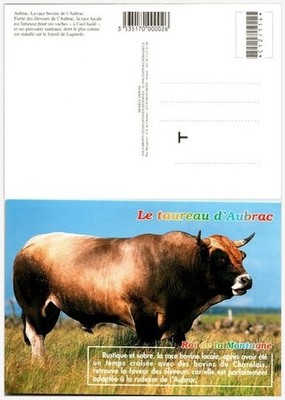 Aubrac Cattle Postcard '98 France Massif Central Cow