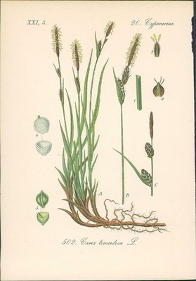 Chromolithographie : Filz-Segge. Filzfrüchtige Segge. Carex tomentosa L. Cyperac