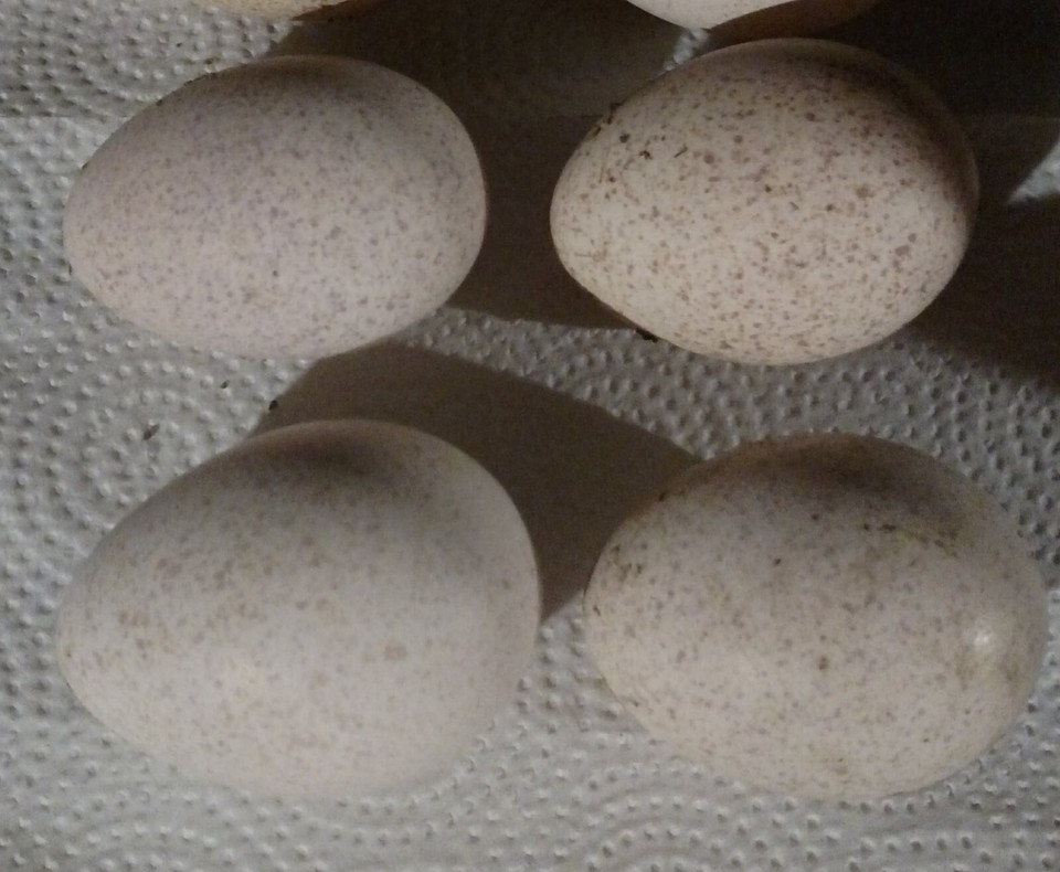 10 Eastern Wild Turkey Hatching Eggs eBay