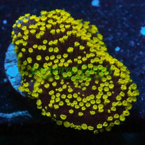 Cornbred's Black and Yellow Monti - Frag - LIVE CORAL