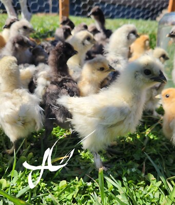 10+ Fertile Hatching Eggs - BARNYARD MIX - Silkie Svart Hona Mystic Onyx Chicken