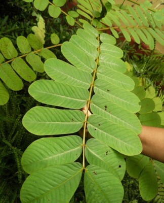 Dried Cassia alata Leaves 100% Natural Sri Lanka Candle Bush / Senna alata