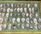Lot of  55 Atlantic Oyster Shells 3 To 4.5 Inches Long Craft Art — photo 4