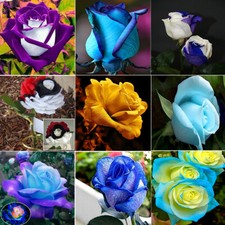 50Pcs Rose Seeds Garden Perennial Plant Flower Viable Seeds