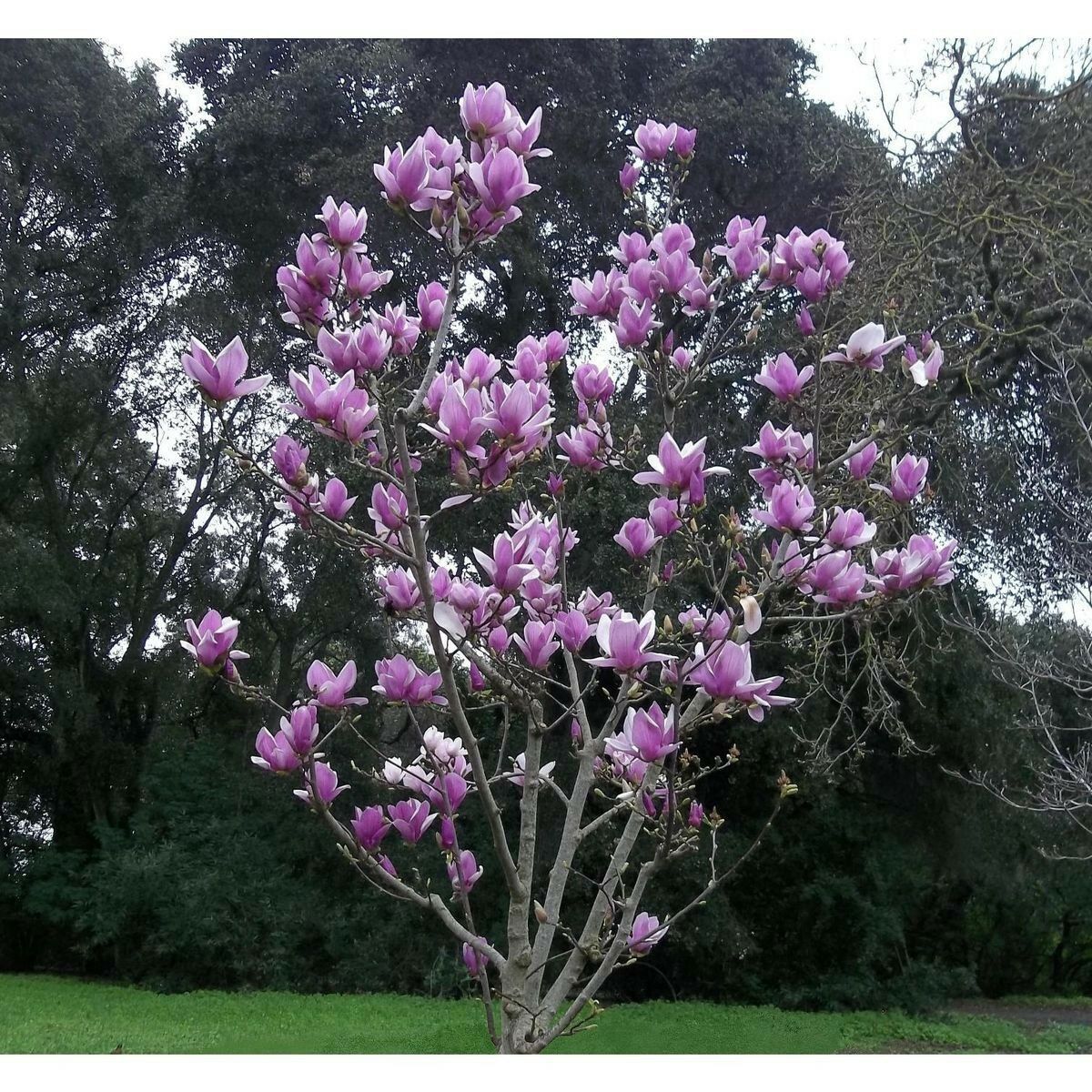 ☆Magnolia☆ Magnolia X Little Girl Jane Magnolia | SiteOne US