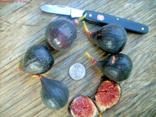 Fig tree cuttings, Aubique Petite ,delicious black, flavorful, Two crops,7 pcs !