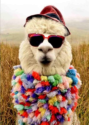 BIRTHDAY CARD ''Life's too short to follow the herd'' AVANTI Wild Alpaca