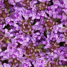 1,000 Creeping Thyme Seeds Beautiful Blooms Dwarf 6 Inch Variety. Non-GMO USA