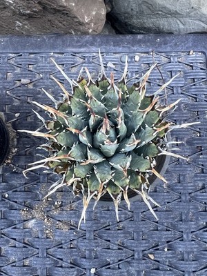 Agave Utahensis var. nevadensis 4 pot | eBay