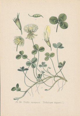 Weißklee (Trifolium repens) Kriechklee Chromo-Lithographie von 1891 white clover