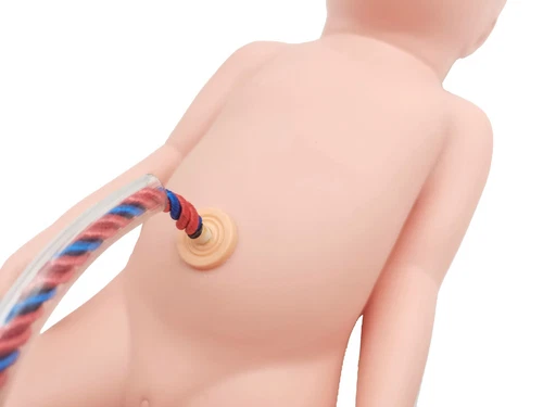 Advanced Medical Teaching Series Model Delivery Childbirth Mechanism Manikin - Picture 6 of 11