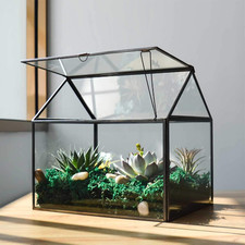 Large Glass Plant Terrarium