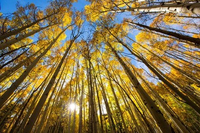 Trees Changing Colors in the Fall Aspen Colorado Photo Art Print Poster 18x12