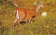 Nature Whitetail Deer In Field Postcard 