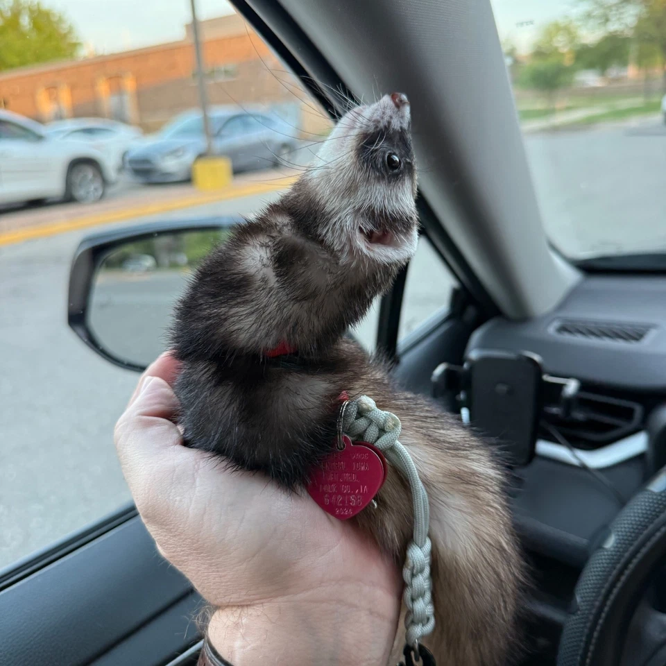 Figura 8 Arnés Hurón - Paracord, Ajustable, Ligero, Duradero -NUEVO DISEÑO Foto 2 de 4