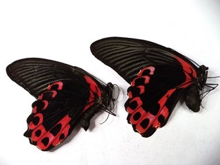 UNMOUNTED BUTTERFLIES PAPILIO ROMANZOVIA PAIR . Philippines.