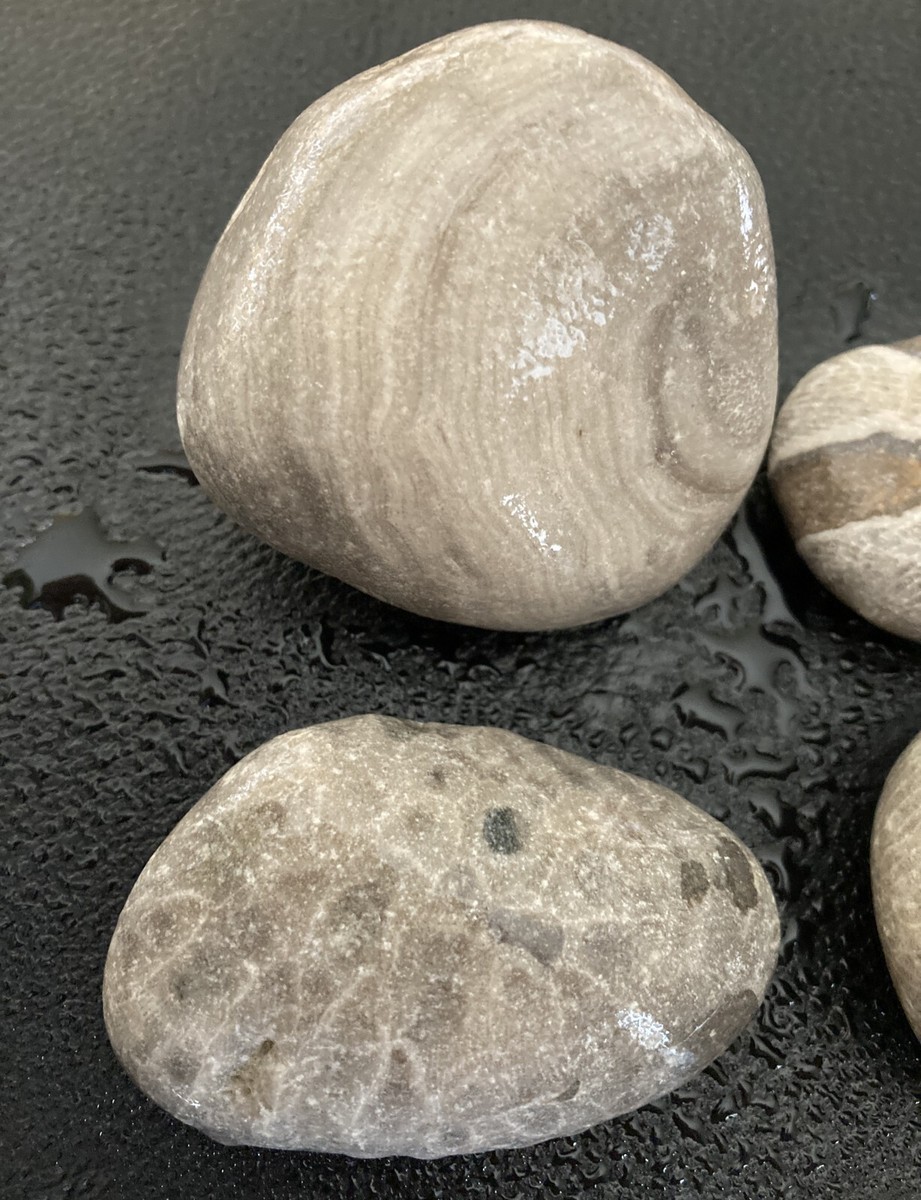 小物 STONE  STORIA 4pc Michigan Fossils - Petoskey Stone Favosites Stromatoporoid
