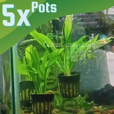 BULK 5X POTS Amazon Sword Plant, Live Freshwater Plants Aquarium Plants
