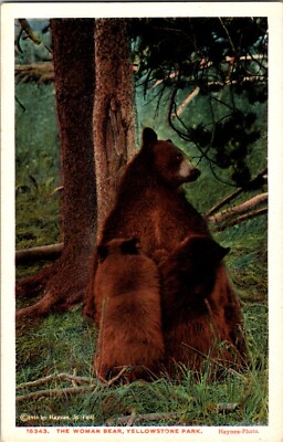 KAPPYS ANTIQUE POST CARDS MAMA & BEAR CUBS YELLOWSTONE PARK  (379)