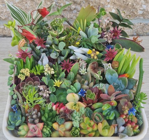 SUCCULENTS Cuttings Echeveria Sedum Senecio Collectors Colour Pack Summer Mix - Picture 9 of 15