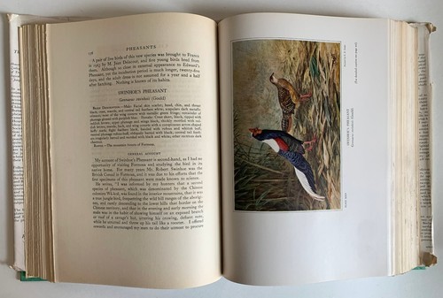 PHEASANTS THEIR LIVES and HOMES William Beebe HC DJ Bird Ornithology 1936 - Picture 9 of 14