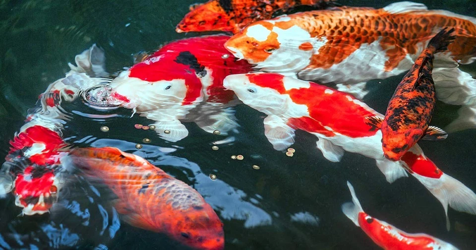 Koi Professional Alimentos Primavera y Otoño 4,86 lb/2200 g | Pellets Flotantes para Inm... Foto 2 de 4