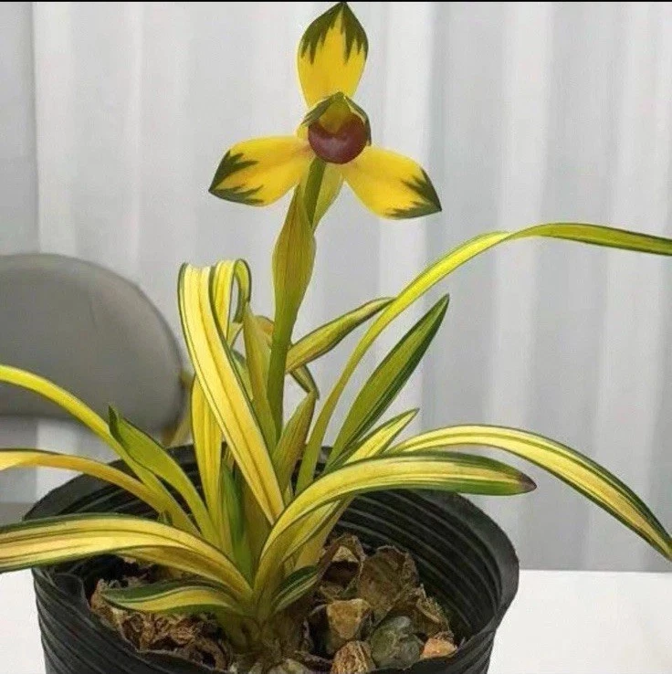 25+ chinese orchid for sale | Updated Oct 2026