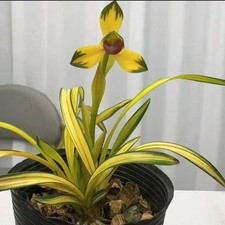 Cymbidium goeringii Golden Variegated Fragrant Chinese Orchid Live Plant