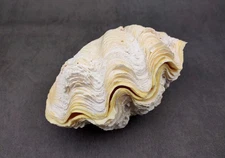 Derasa Clam Seashell White Tridacna Derasa (1 shell approx. 5+ inches)