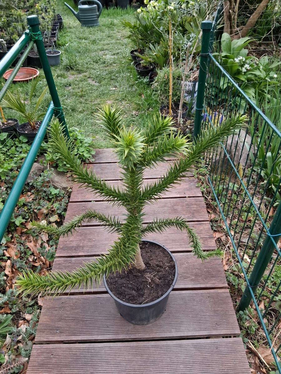 zierapfelbaum düngen Zierapfel main image 0