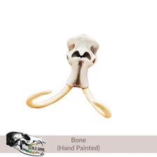Woolly Mammoth Skull (Field Bones Core Series: Extinct) mini by The Scale Grail