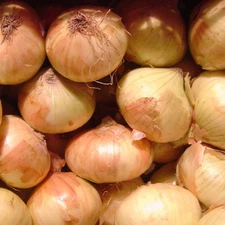 Walla Walla Sweet Onion Seeds | Heirloom / Non-GMO | Free Shipping | 1067