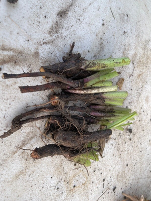 8-9  Comfrey roots