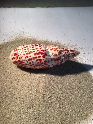 Vintage, From My Old Collection, MITRA PAPALIS , 110.mm. Gem Beuty, Hawaiiensis