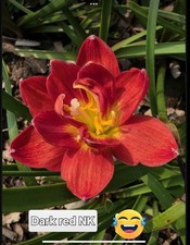 10 BULBS DARK RED NK ZEPHYRANTHES ROSEA .FLOWERING SIZE. PHYTO