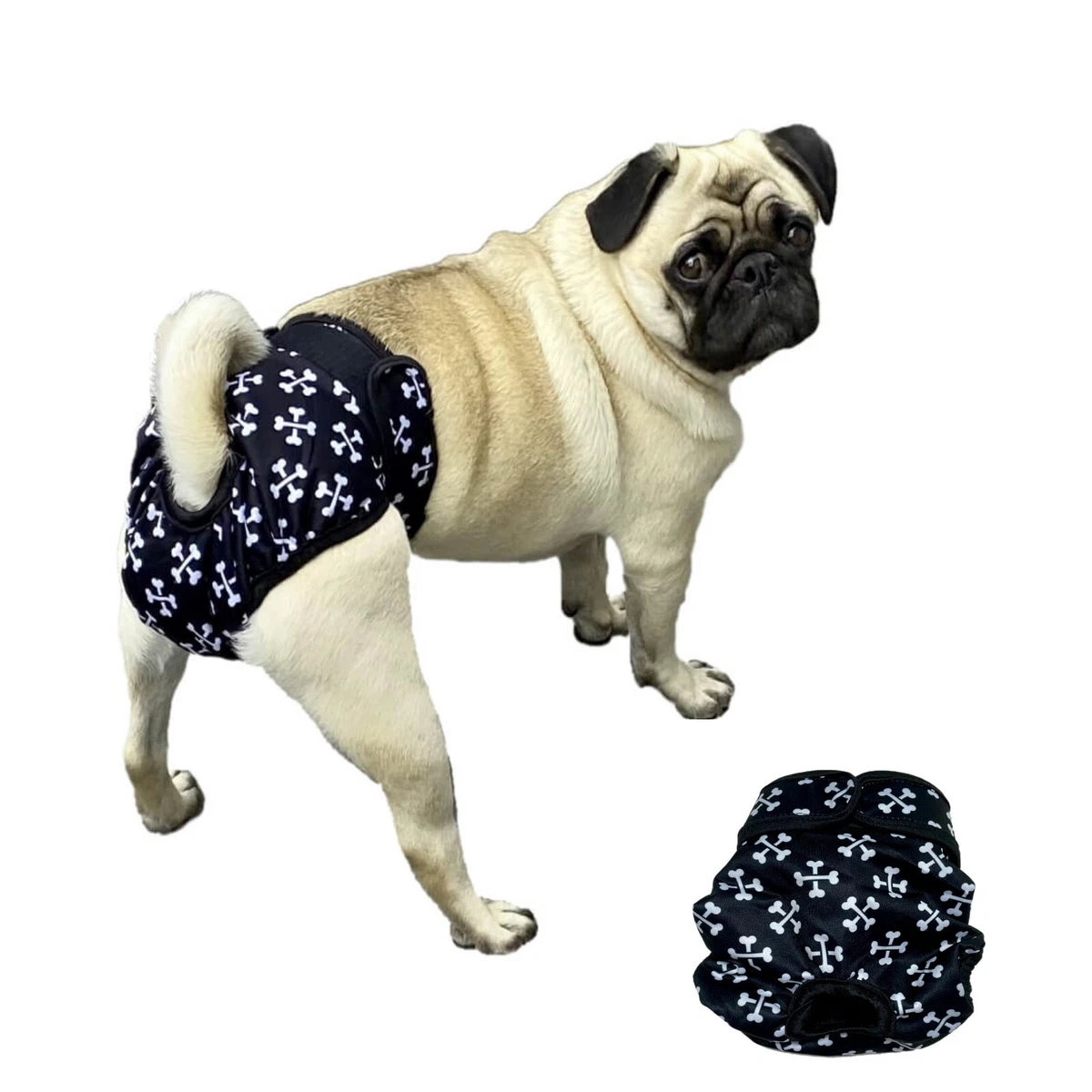 Dog with pants 2025
