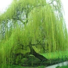 5 Bright Green Willow Tree Cuttings to Grow - Weeping Flower