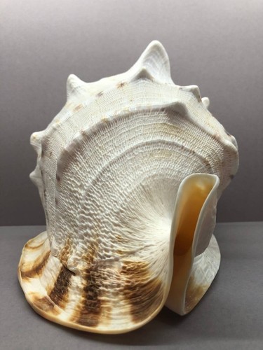Cassis Cornuta 27 cm Large F+++, Sea shell, Horned helmet, Cassidae, home decor - Picture 3 of 18
