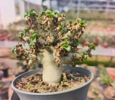 Rare Live House Plant Adenium 'Khao' Random Caudex Own Root