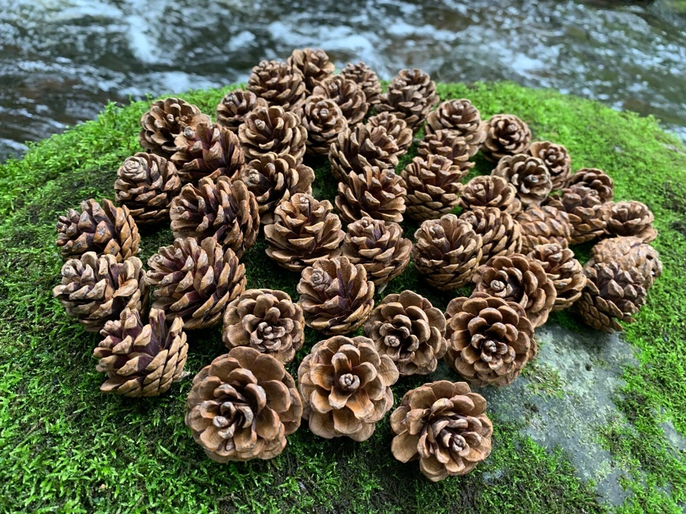 Conos de pino, pino rojo, 50 unidades, tamaño más pequeño Foto 2 de 4