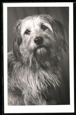 Terrier mit langem Fell, Portrait, Ansichtskarte 