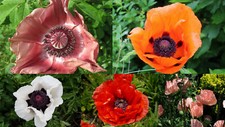1 Gramm (ca. 3500+ Samen)  Papaver orientale - Türkischer / Orientalischer Mohn