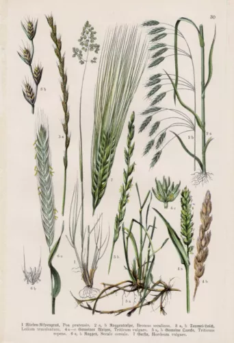 Wheat Rye Barley Quecke Taumel-Lolch Wiesen-Rispengras Lithography From