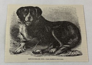 1885 book engraving ~ NEWFOUNDLAND DOG