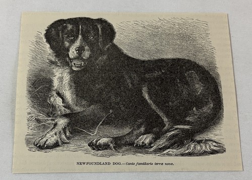 1885 book engraving ~ NEWFOUNDLAND DOG