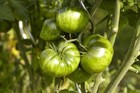 Medium Size Tomato Seeds, RARE & COMMON, Multiple Options, Choose from Many