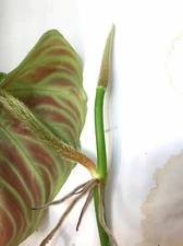Philodendron Verrucosum One leaf top-Cutting tropical houseplant vivarium 