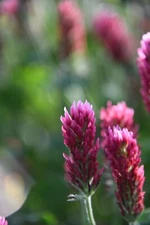 Crimson Clover Cover Crop Seeds For Planting - NON-GMO - Heirloom - Inoculated