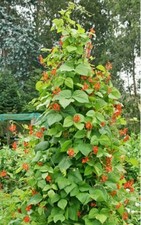 SCARLET RUNNER POLE BEAN-50 Semillas Ornamentales y Comestibles!