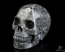 4.9" Crinoid Fossil Hand Carved Crystal Skull, Realistic, Crystal Healing